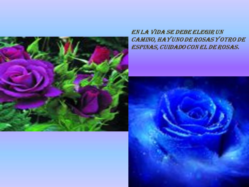 En la vida se debe elegir un camino, hay uno de rosas y otro de espinas, Cuidado con el de rosas.
