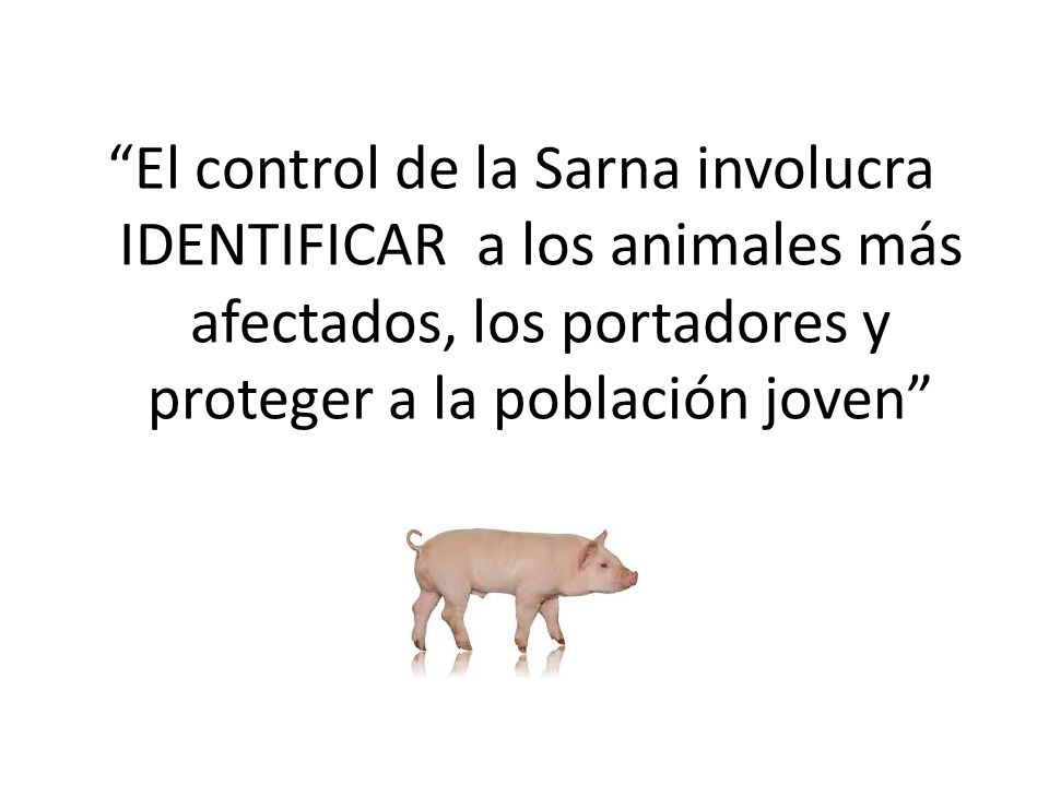 El control de la Sarna involucra IDENTIFICAR a los animales más afectados, los portadores y proteger a la población joven