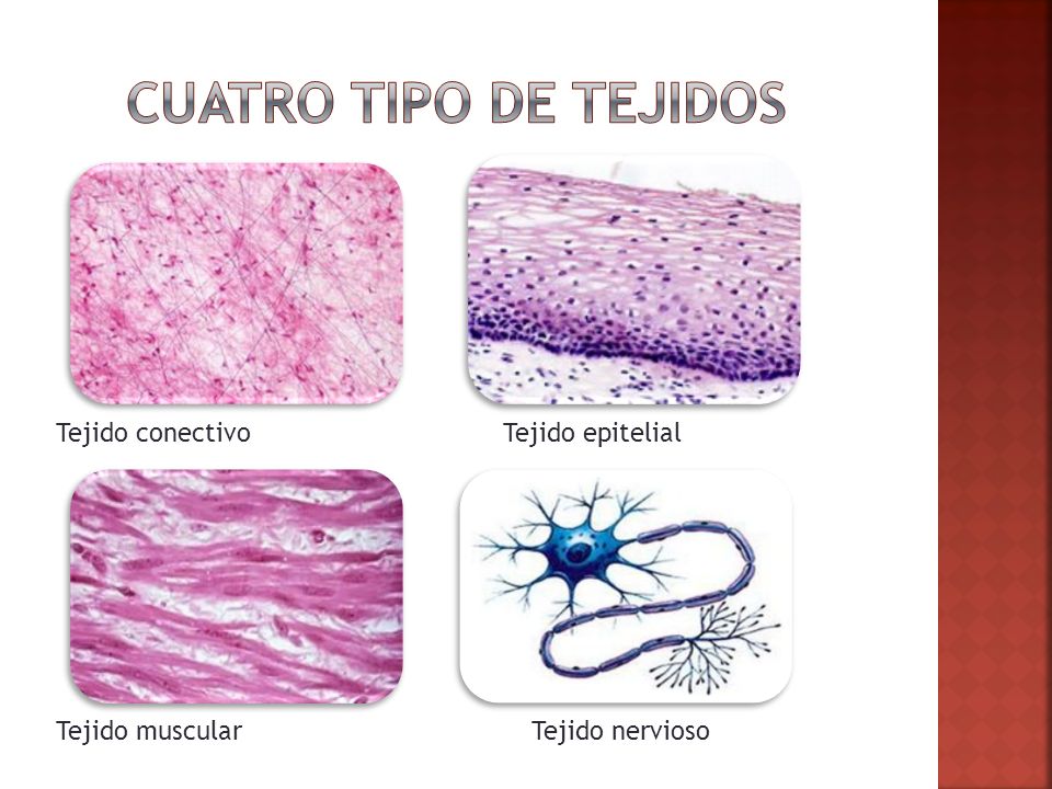 Cuatro tipo de tejidos Tejido conectivo Tejido epitelial