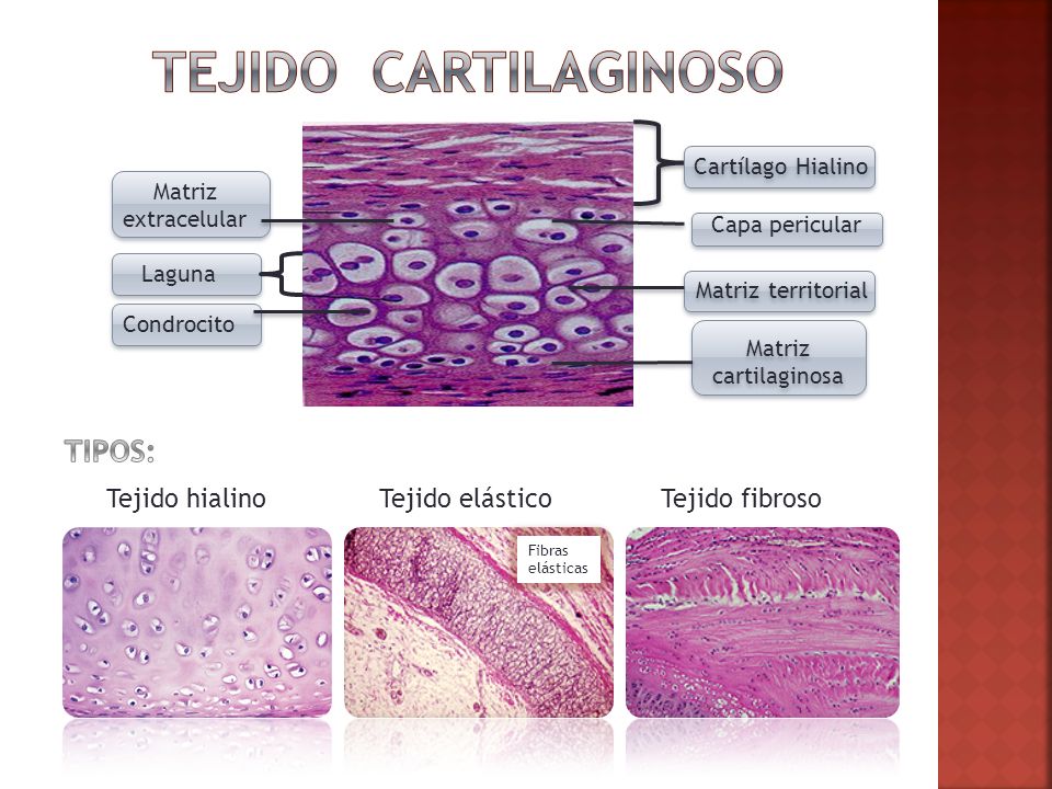 Tejido cartilaginoso TIPOS: Tejido hialino Tejido elástico