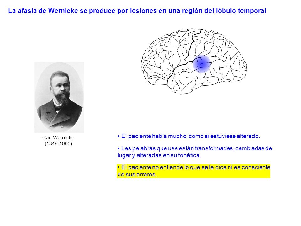 La afasia de Wernicke se produce por lesiones en una región del lóbulo temporal