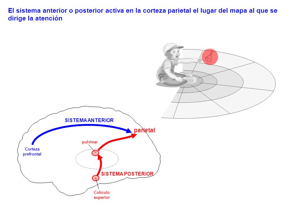 El sistema anterior o posterior activa en la corteza parietal el lugar del mapa al que se dirige la atención