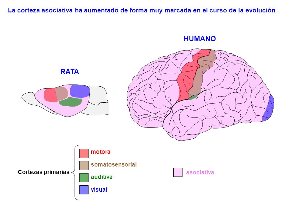 La corteza asociativa ha aumentado de forma muy marcada en el curso de la evolución