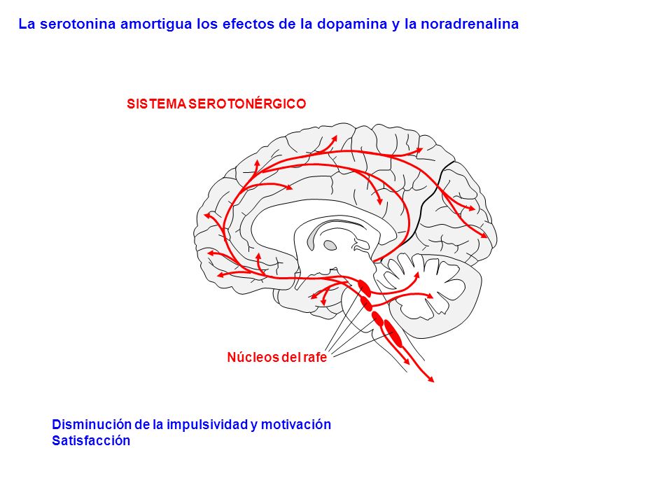 La serotonina amortigua los efectos de la dopamina y la noradrenalina