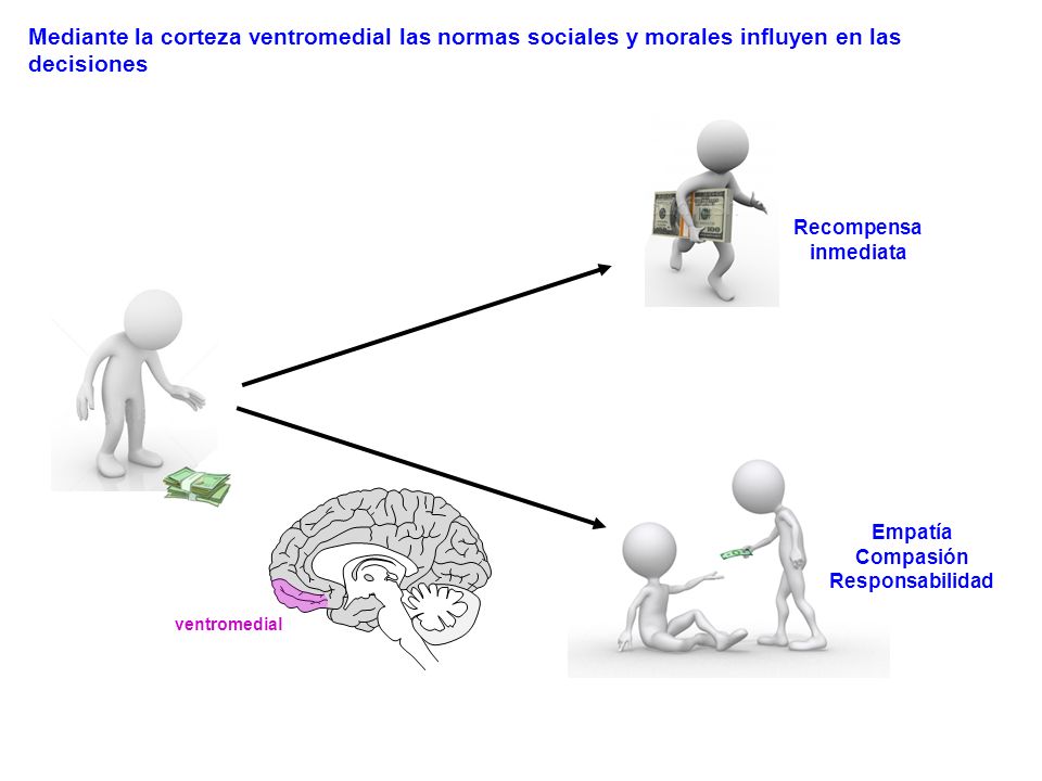 Mediante la corteza ventromedial las normas sociales y morales influyen en las decisiones