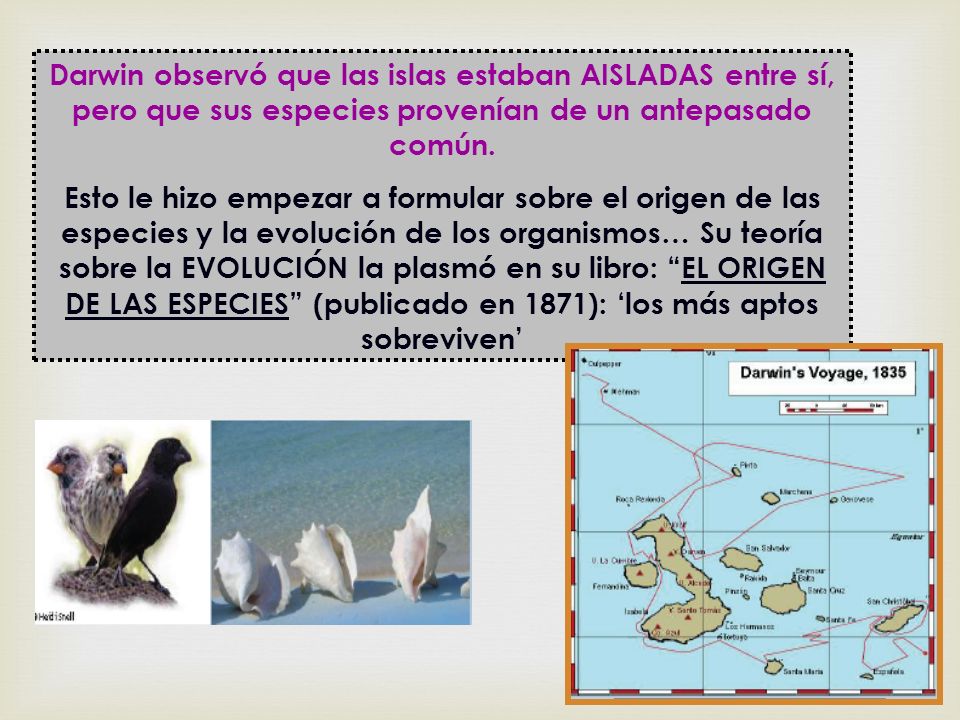 Darwin observó que las islas estaban AISLADAS entre sí, pero que sus especies provenían de un antepasado común.