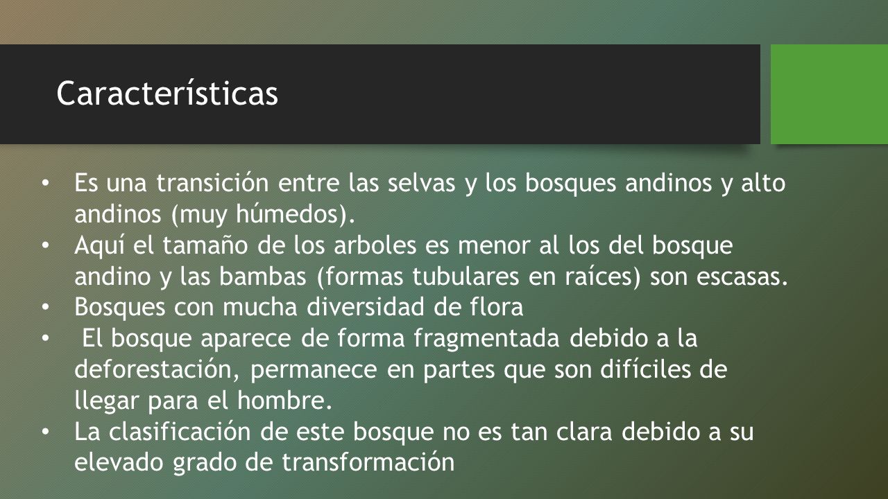 Características Es una transición entre las selvas y los bosques andinos y alto andinos (muy húmedos).