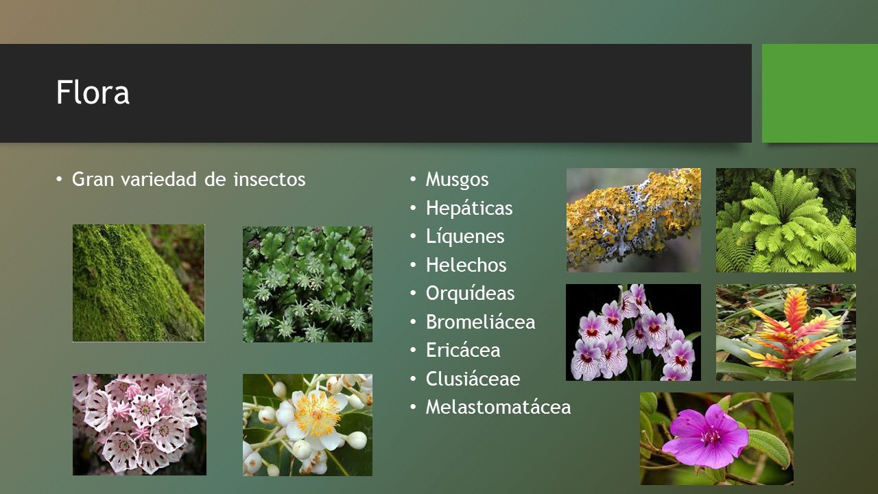 Flora Gran variedad de insectos Musgos Hepáticas Líquenes Helechos