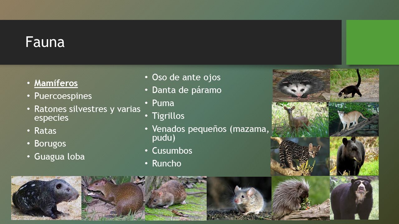 Fauna Oso de ante ojos Mamíferos Danta de páramo Puercoespines Puma
