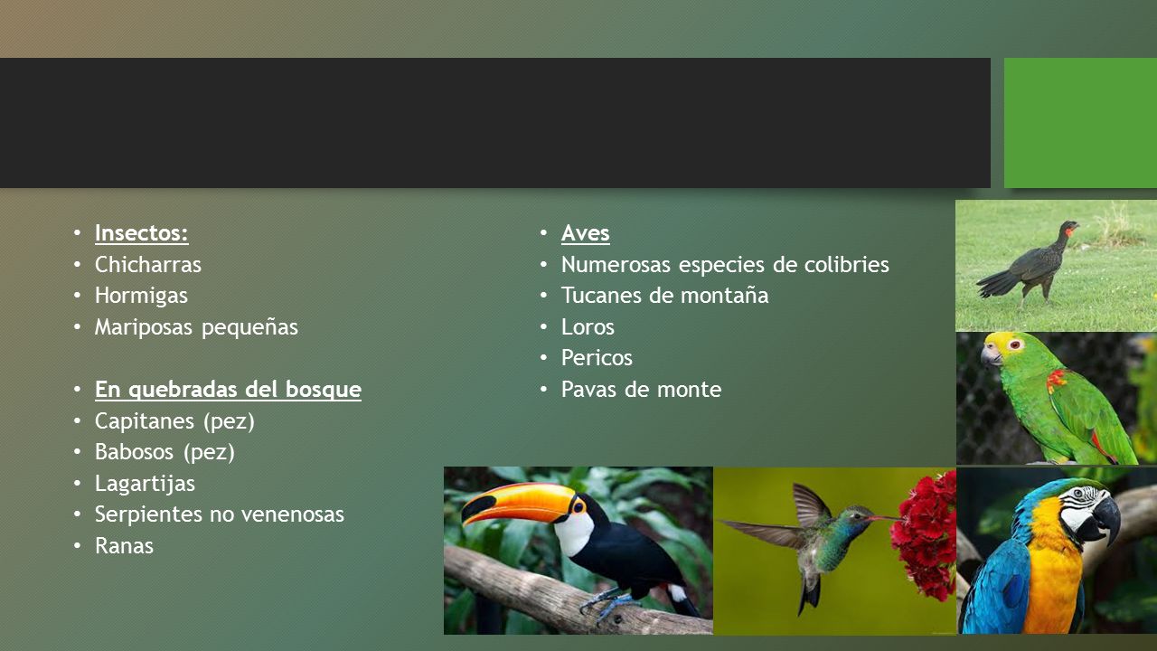Insectos: Chicharras. Hormigas. Mariposas pequeñas. En quebradas del bosque. Capitanes (pez) Babosos (pez)