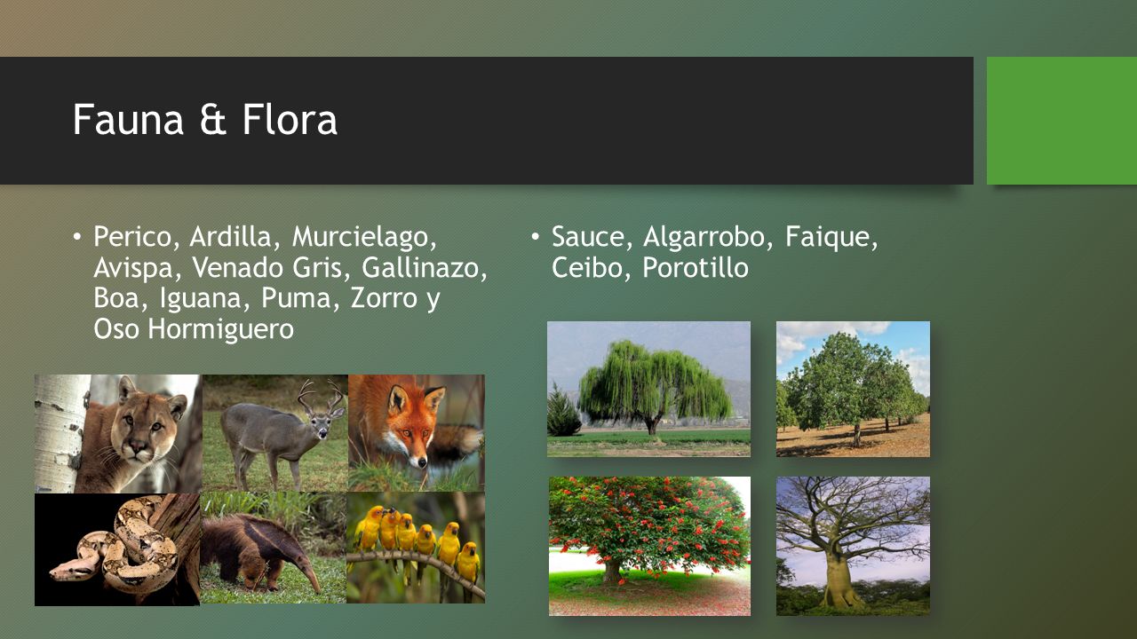 Fauna & Flora Perico, Ardilla, Murcielago, Avispa, Venado Gris, Gallinazo, Boa, Iguana, Puma, Zorro y Oso Hormiguero.
