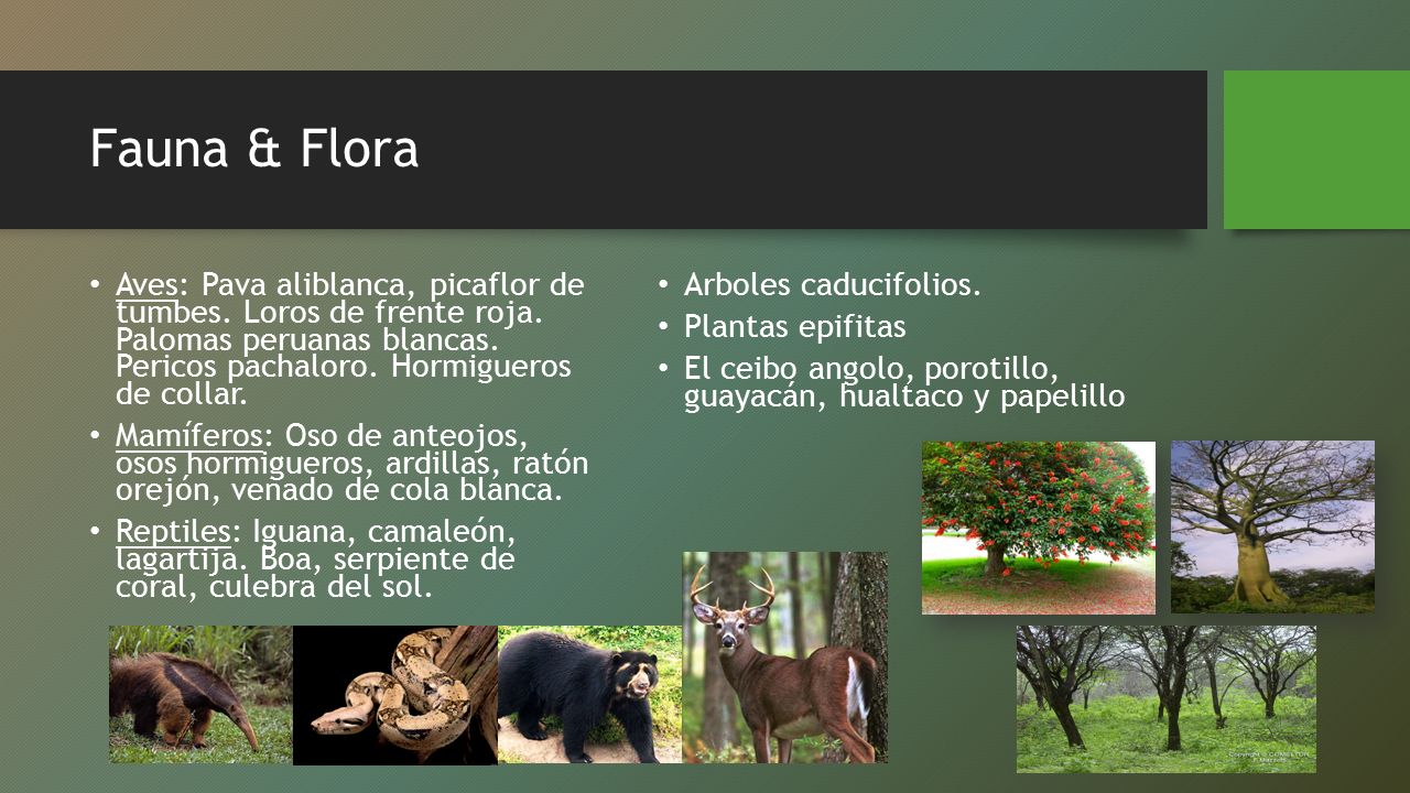 Fauna & Flora Aves: Pava aliblanca, picaflor de tumbes. Loros de frente roja. Palomas peruanas blancas. Pericos pachaloro. Hormigueros de collar.