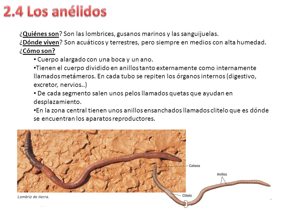 ¿Quiénes son Son las lombrices, gusanos marinos y las sanguijuelas.