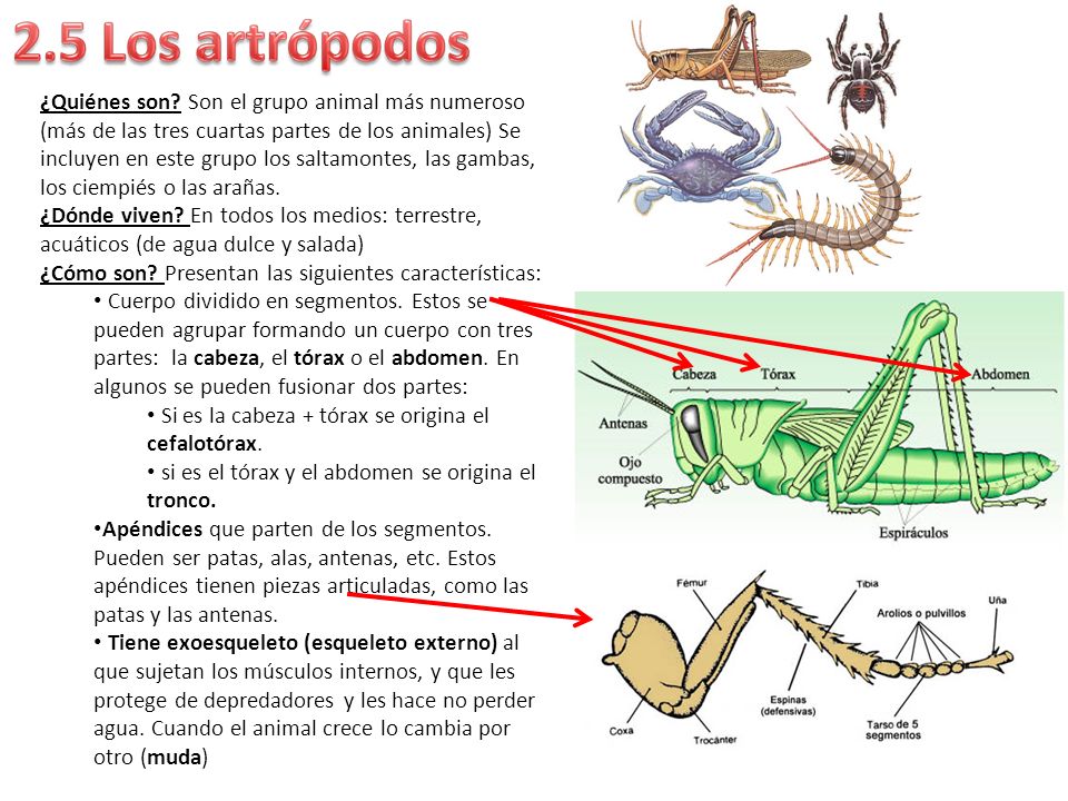 ¿Quiénes son Son el grupo animal más numeroso (más de las tres cuartas partes de los animales) Se incluyen en este grupo los saltamontes, las gambas, los ciempiés o las arañas.