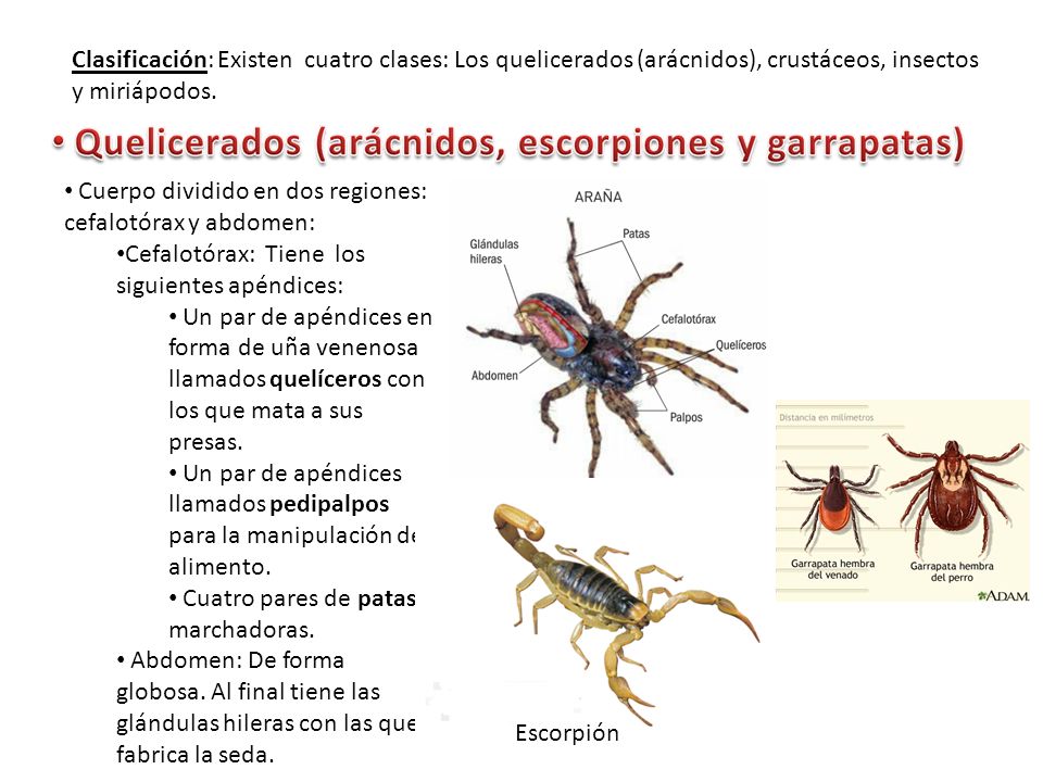Clasificación: Existen cuatro clases: Los quelicerados (arácnidos), crustáceos, insectos y miriápodos.