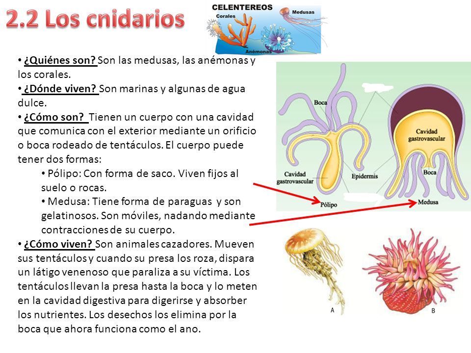 ¿Quiénes son Son las medusas, las anémonas y los corales.