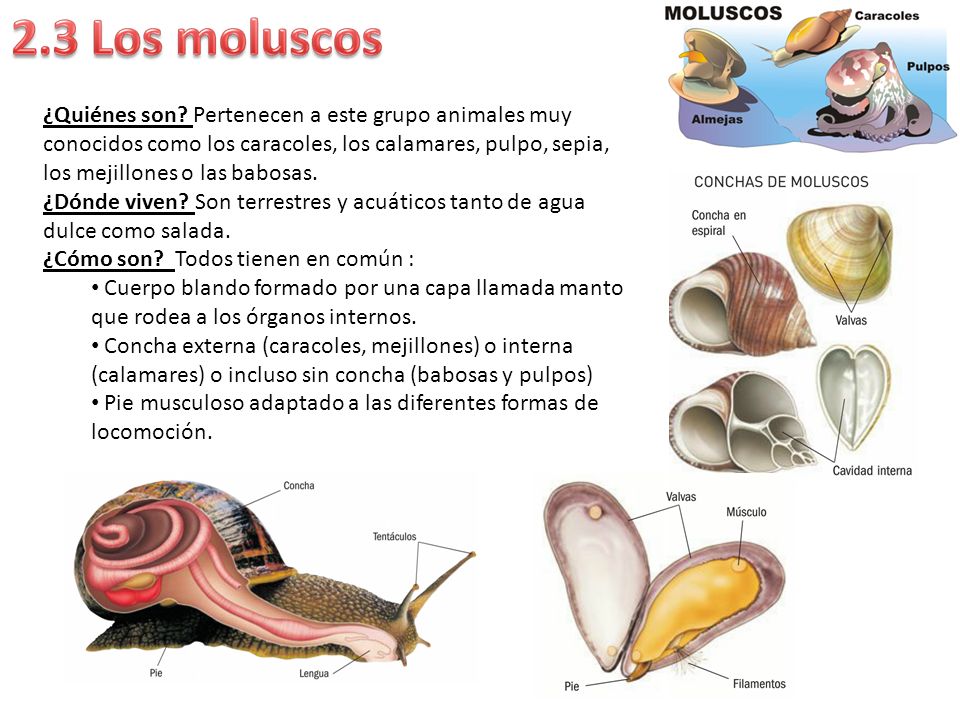 ¿Quiénes son Pertenecen a este grupo animales muy conocidos como los caracoles, los calamares, pulpo, sepia, los mejillones o las babosas.