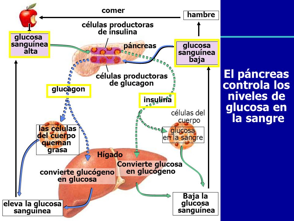 El páncreas controla los niveles de glucosa en la sangre