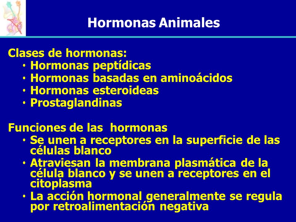 Hormonas Animales Clases de hormonas: Hormonas peptídicas