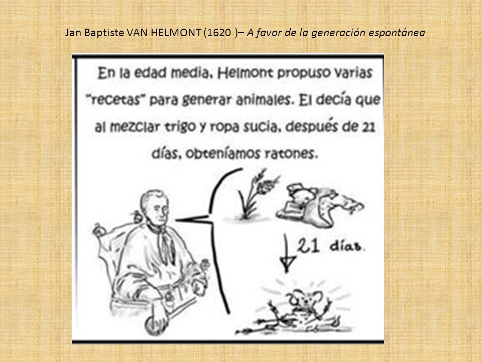 Jan Baptiste VAN HELMONT (1620 )– A favor de la generación espontánea
