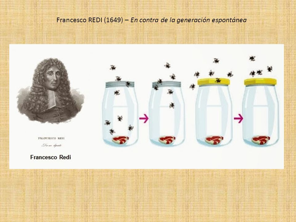 Francesco REDI (1649) – En contra de la generación espontánea