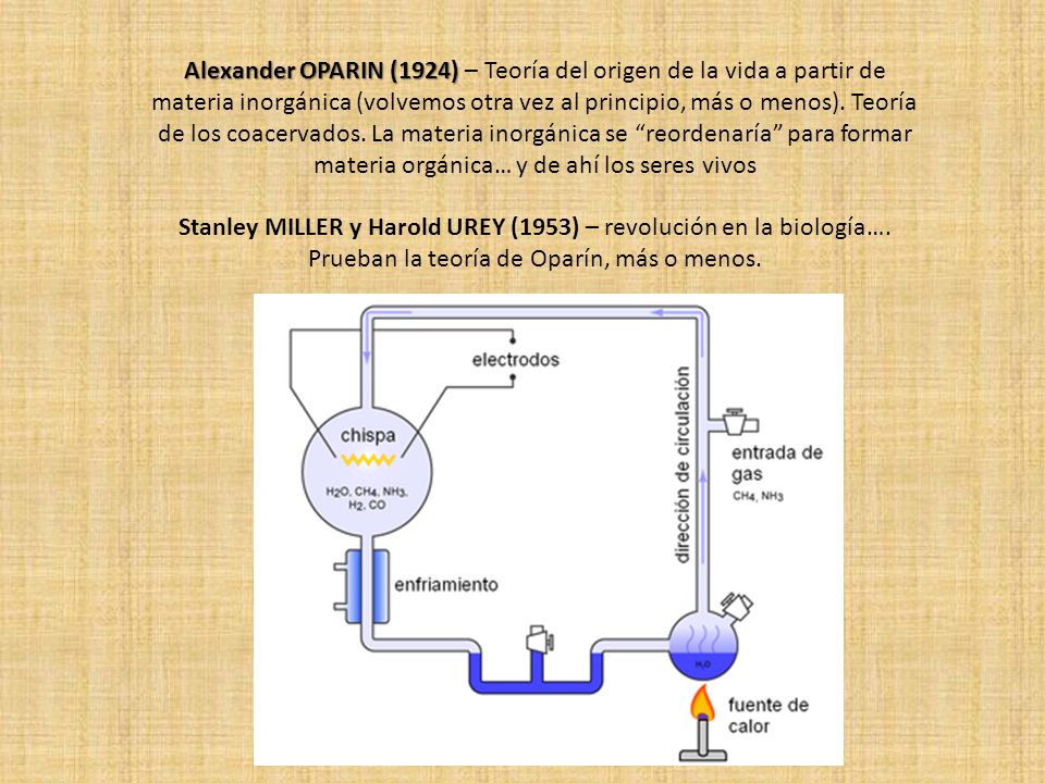Alexander OPARIN (1924) – Teoría del origen de la vida a partir de materia inorgánica (volvemos otra vez al principio, más o menos). Teoría de los coacervados. La materia inorgánica se reordenaría para formar materia orgánica… y de ahí los seres vivos