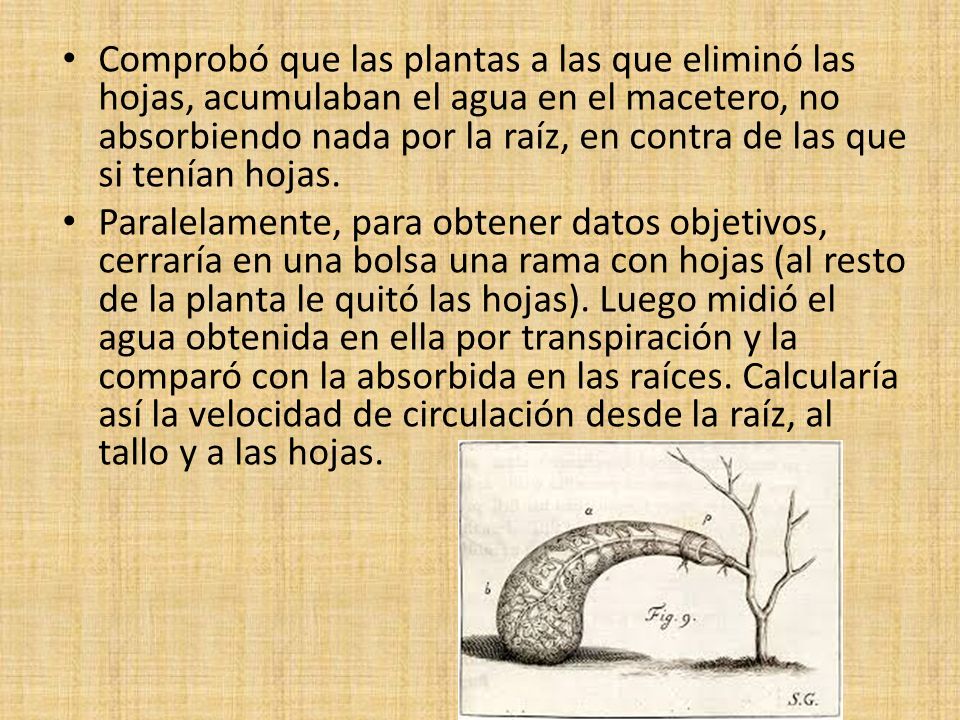 Comprobó que las plantas a las que eliminó las hojas, acumulaban el agua en el macetero, no absorbiendo nada por la raíz, en contra de las que si tenían hojas.