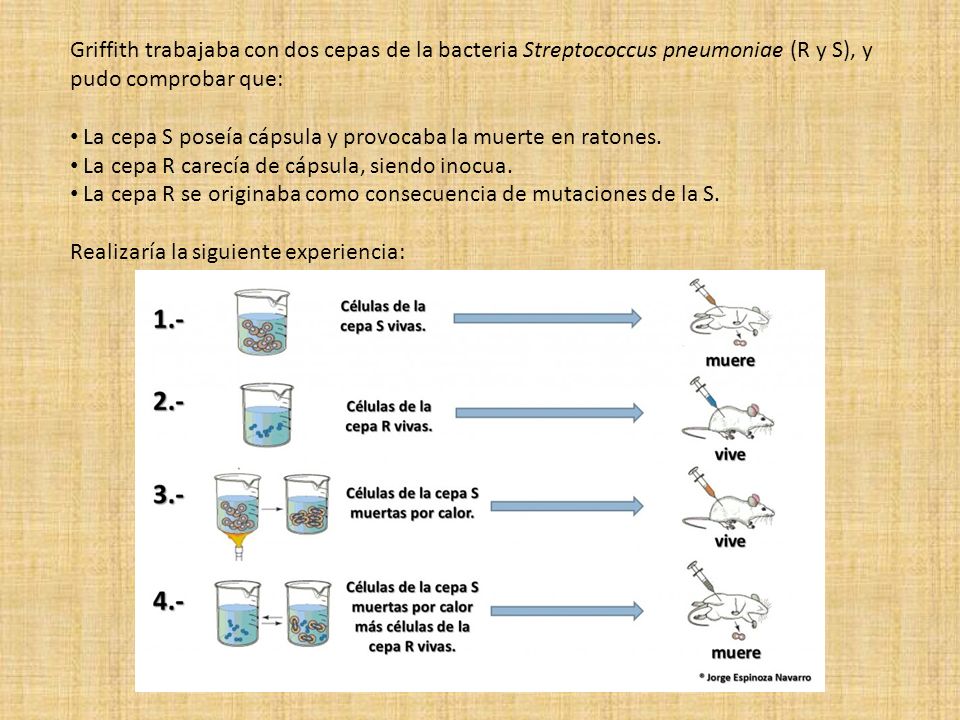 Griffith trabajaba con dos cepas de la bacteria Streptococcus pneumoniae (R y S), y pudo comprobar que: