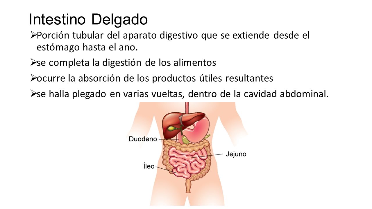 Intestino Delgado Porción tubular del aparato digestivo que se extiende desde el estómago hasta el ano.
