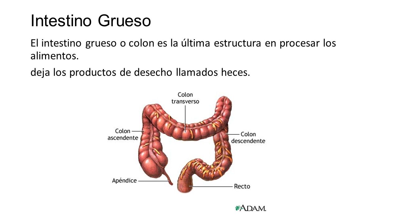 Intestino Grueso El intestino grueso o colon es la última estructura en procesar los alimentos.