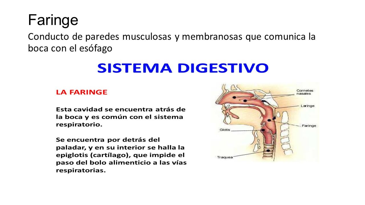 Faringe Conducto de paredes musculosas y membranosas que comunica la boca con el esófago