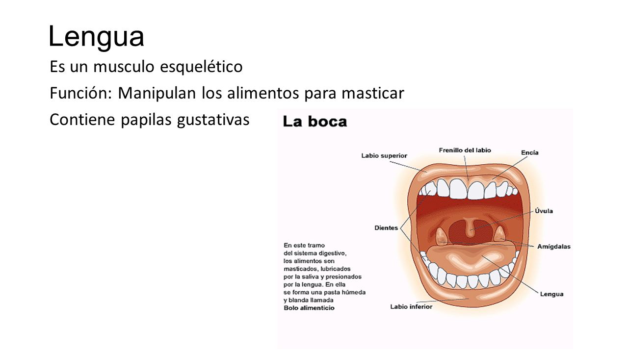 Lengua Es un musculo esquelético Función: Manipulan los alimentos para masticar Contiene papilas gustativas