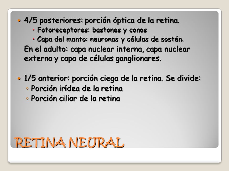 RETINA NEURAL 4/5 posteriores: porción óptica de la retina.