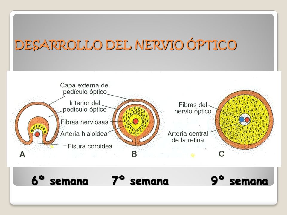 DESARROLLO DEL NERVIO ÓPTICO