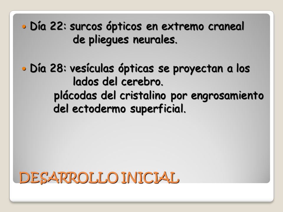Día 22: surcos ópticos en extremo craneal de pliegues neurales.