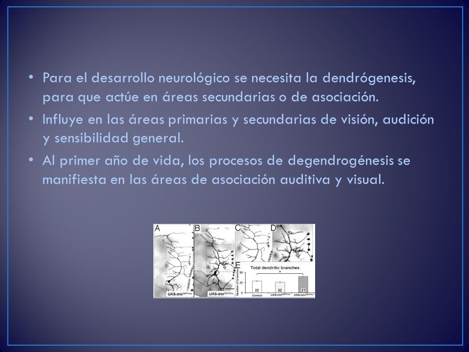 Para el desarrollo neurológico se necesita la dendrógenesis, para que actúe en áreas secundarias o de asociación.