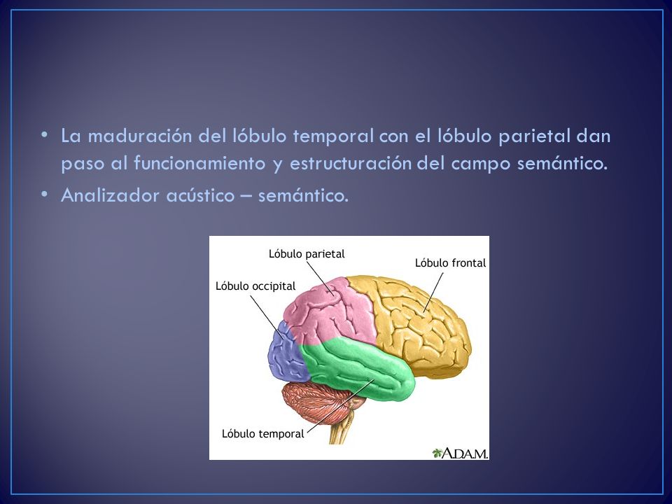 La maduración del lóbulo temporal con el lóbulo parietal dan paso al funcionamiento y estructuración del campo semántico.