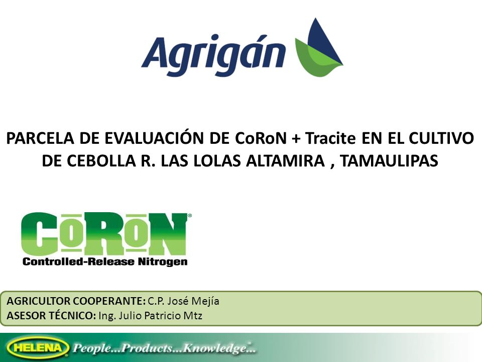 PARCELA DE EVALUACIÓN DE CoRoN + Tracite EN EL CULTIVO DE CEBOLLA R