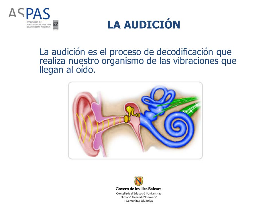 LA AUDICIÓN La audición es el proceso de decodificación que realiza nuestro organismo de las vibraciones que llegan al oído.