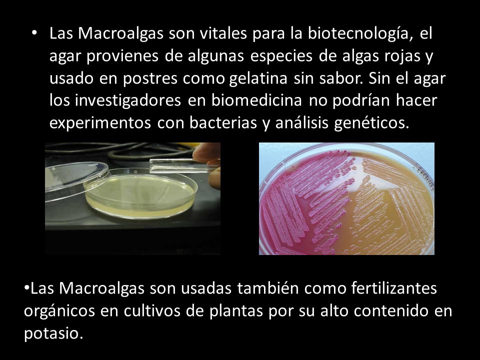 Las Macroalgas son vitales para la biotecnología, el agar provienes de algunas especies de algas rojas y usado en postres como gelatina sin sabor. Sin el agar los investigadores en biomedicina no podrían hacer experimentos con bacterias y análisis genéticos.