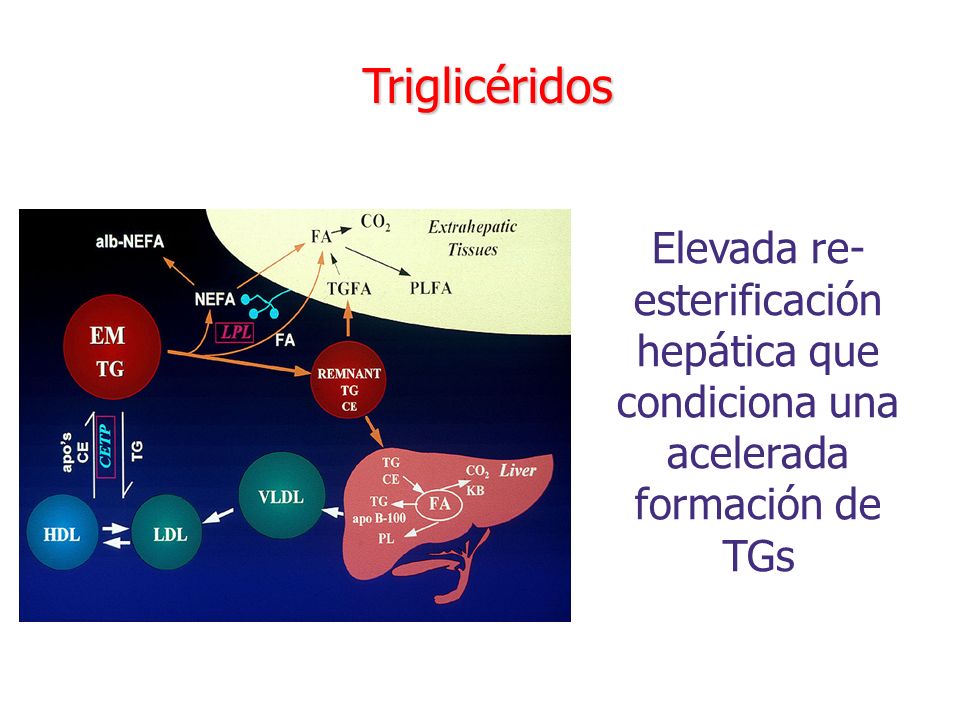 Triglicéridos Elevada re-esterificación hepática que condiciona una acelerada formación de TGs