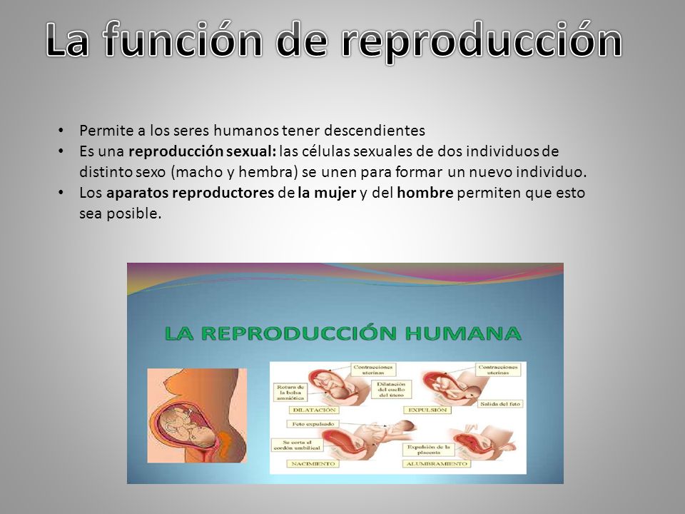Resultado de imagen de funciÃ³n de reproducciÃ³n humana