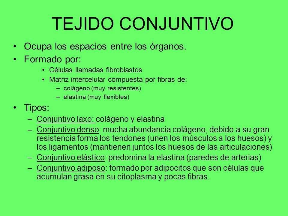 TEJIDO CONJUNTIVO Ocupa los espacios entre los órganos. Formado por: