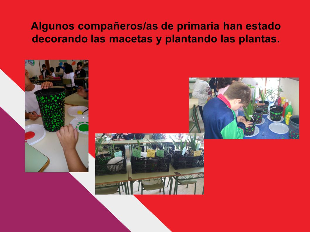 Algunos compañeros/as de primaria han estado decorando las macetas y plantando las plantas.