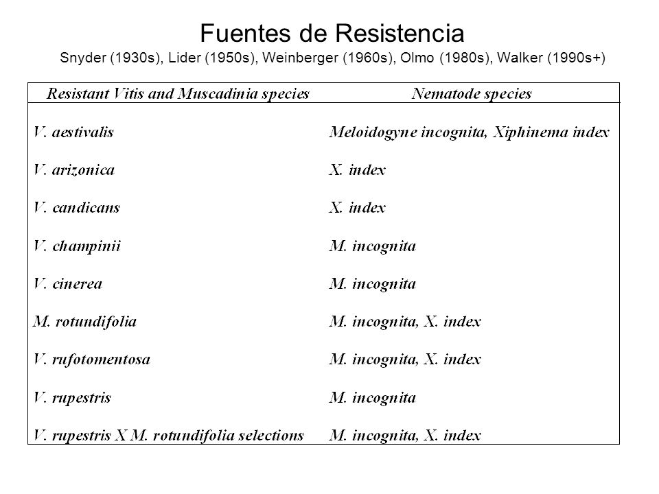 Fuentes de Resistencia Snyder (1930s), Lider (1950s), Weinberger (1960s), Olmo (1980s), Walker (1990s+)
