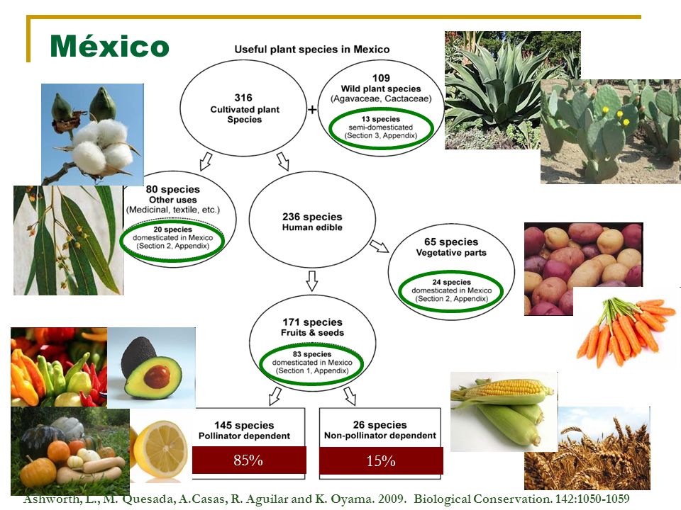 México 85% 15% Ashworth, L., M. Quesada, A.Casas, R.