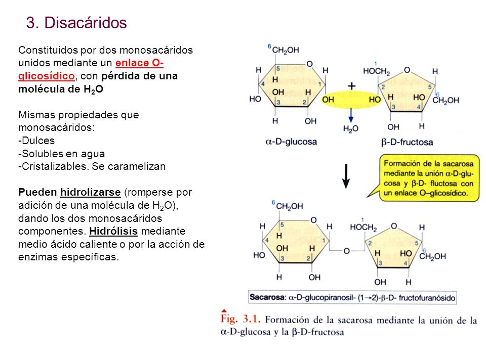 Disacáridos Constituidos por dos monosacáridos unidos mediante un enlace O-glicosídico, con pérdida de una molécula de H2O.