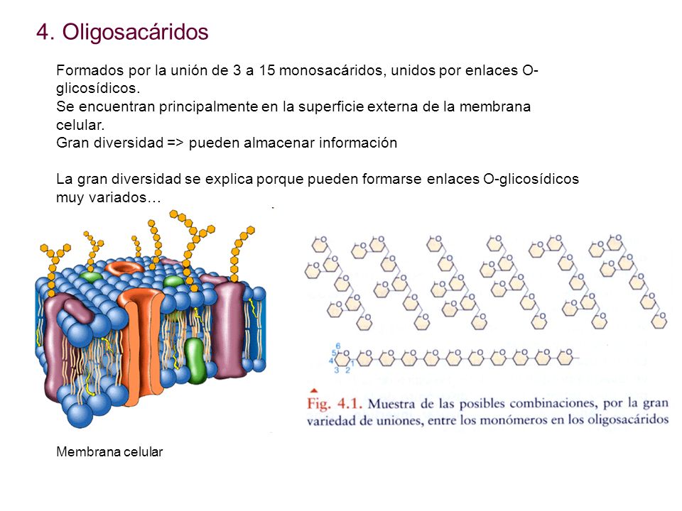 Oligosacáridos Formados por la unión de 3 a 15 monosacáridos, unidos por enlaces O-glicosídicos.