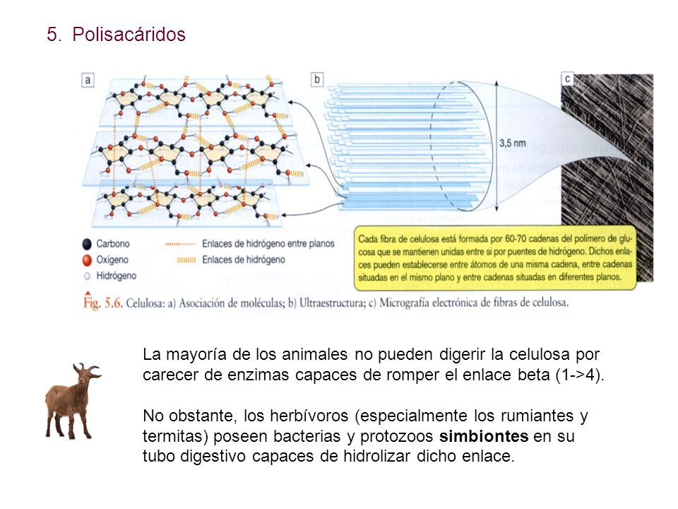 Polisacáridos La mayoría de los animales no pueden digerir la celulosa por carecer de enzimas capaces de romper el enlace beta (1->4).