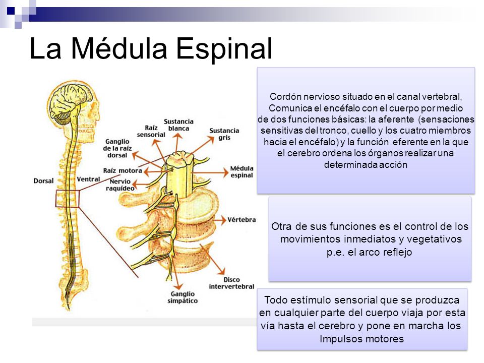 La Médula Espinal Otra de sus funciones es el control de los